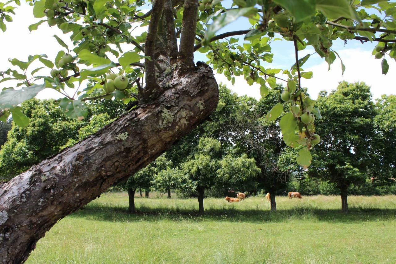 Casa Pro Pantea Villa Monforte De Lemos Eksteriør billede